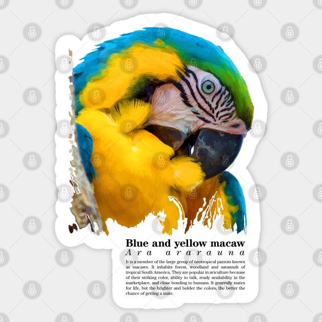 Blue and yellow macaw tropical bird black text Sticker by Ornamentum